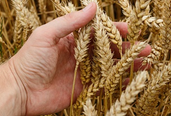 estudia ingenera en agronomia