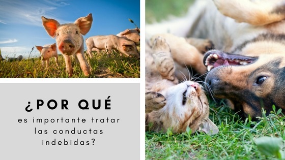 la importancia del etologo en la conducta animal