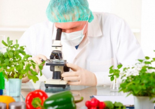 plantas de alimentos plantas de alimentos