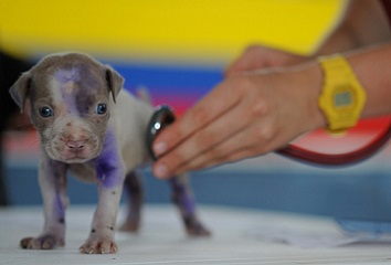 estudia veterinaria